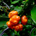 Morinda parvifolia - Photo (c) W. K. Lo,  זכויות יוצרים חלקיות (CC BY-NC), הועלה על ידי W. K. Lo