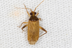 Phytocoris ramosus