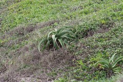 Aloe thraskii