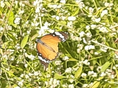 Danaus chrysippus