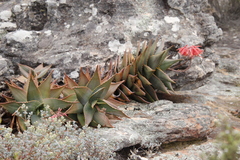 Aloe perfoliata