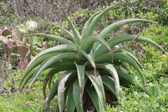Aloe thraskii