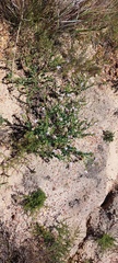 Lobostemon hottentoticus