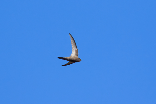 Vencejo unicolor (Apus unicolor)