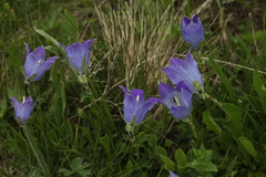 Campanula tridentata biebersteiniana