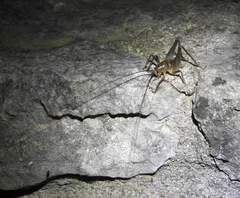 Ceuthophilus pallidus