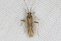 Phytocoris rostratus