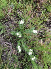 Lithospermum papillosum