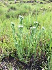 Lithospermum papillosum