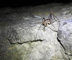 Ceuthophilus pallidus