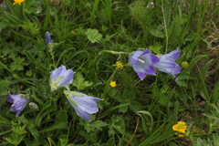 Campanula tridentata biebersteiniana