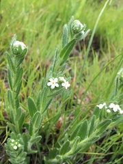 Lithospermum papillosum