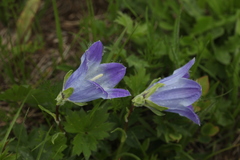 Campanula tridentata biebersteiniana