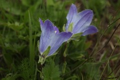 Campanula tridentata biebersteiniana