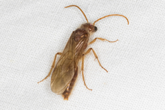 Sphaeropthalma blakeii