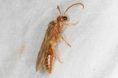 Sphaeropthalma blakeii