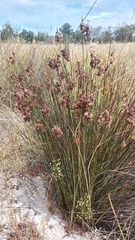 Staberoha distachyos