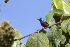 Cinnyris reichenowi reichenowi