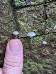 Marasmiellus volvatus