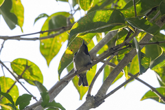 Anthreptes neglectus