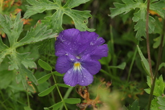 Viola oreades