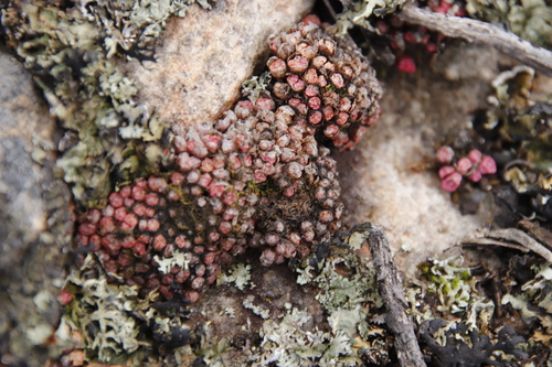 Conophytum swanepoelianum