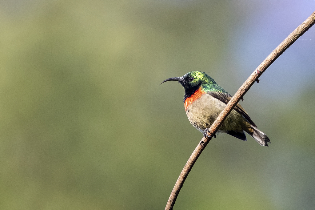 Usambara Double-collared Sunbird photo