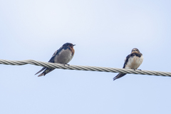 Hirundo angolensis