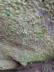 Marasmiellus volvatus