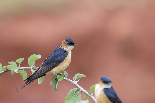African red-rumped swallow