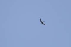 Schoutedenapus myoptilus