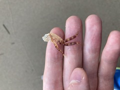 Leptograpsus variegatus