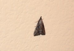 Hypena scabra