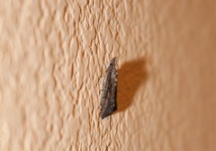 Hypena scabra