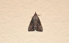 Hypena scabra