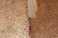 Hypena scabra