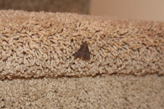 Hypena scabra