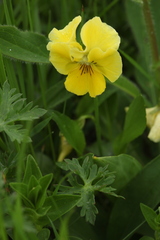 Viola oreades