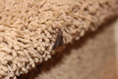 Hypena scabra