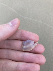 Austromactra contraria