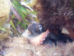 Octopus djinda