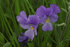 Viola oreades