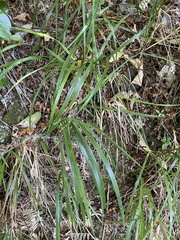 Poa anceps