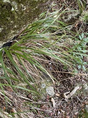 Poa anceps