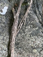 Poa anceps