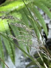 Poa anceps