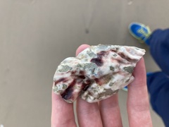 Saccostrea glomerata