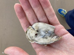 Saccostrea glomerata