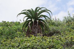 Aloe thraskii