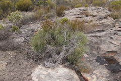 Indigofera gifbergensis
